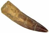 Fossil Spinosaurus Tooth - Real Dinosaur Tooth #305591-1